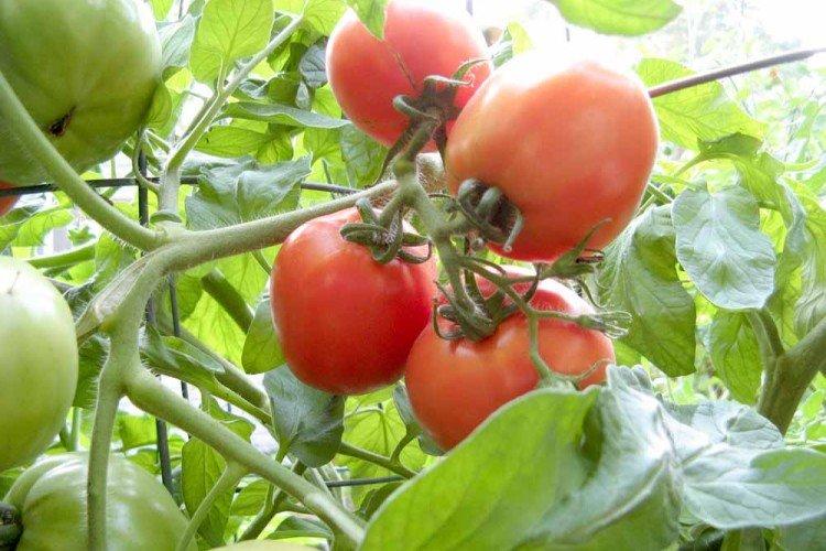 Poids lourd de Sibérie