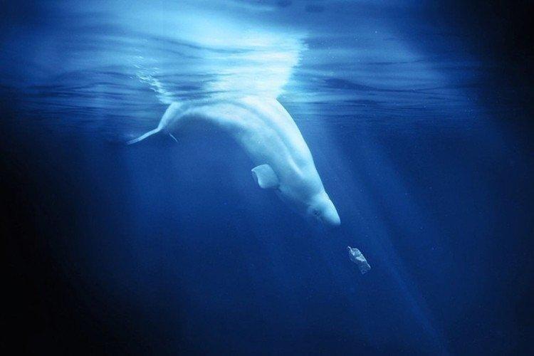 Océan en plastique (2016)