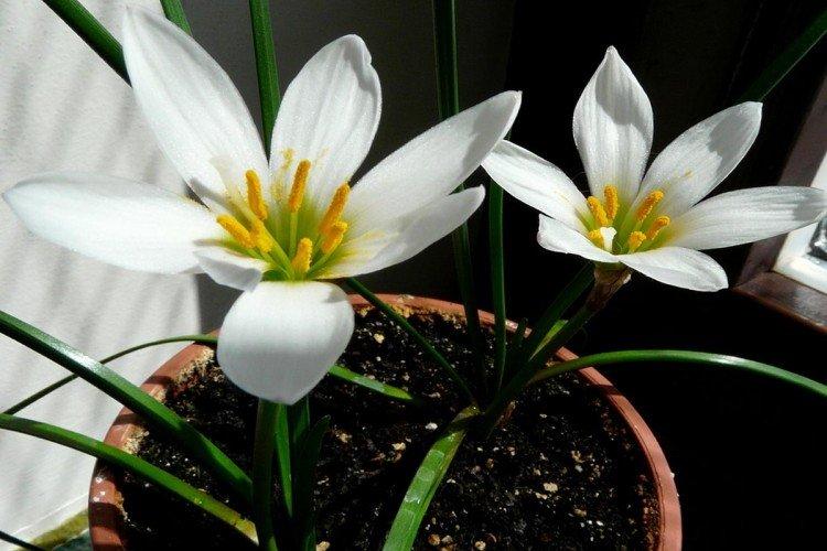 Zéphyranthes