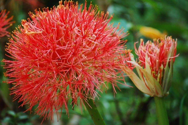Scadoxus