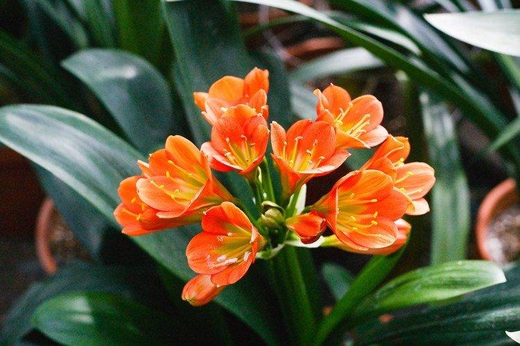 Clivia