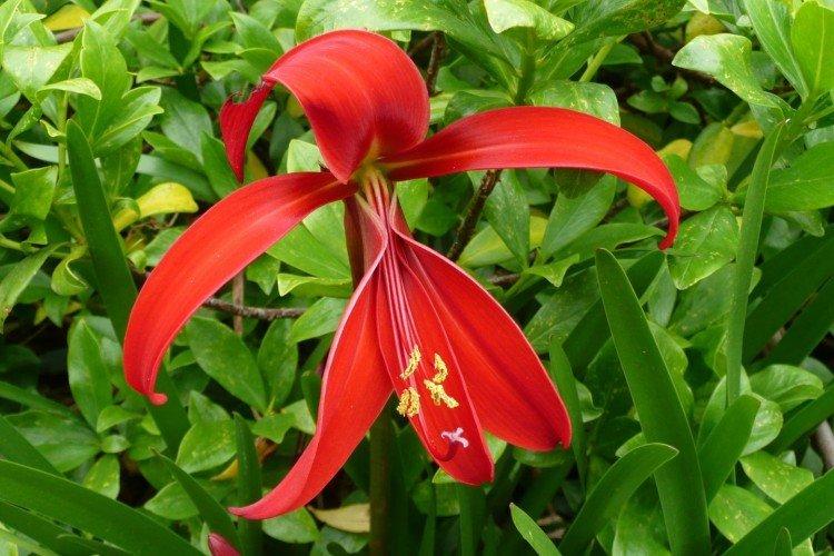 Sprekelia