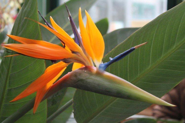 Strélitzia