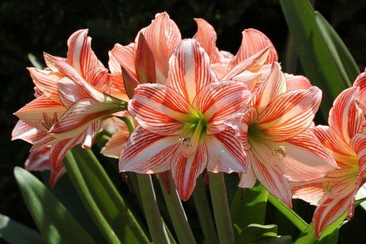 Hippeastrum