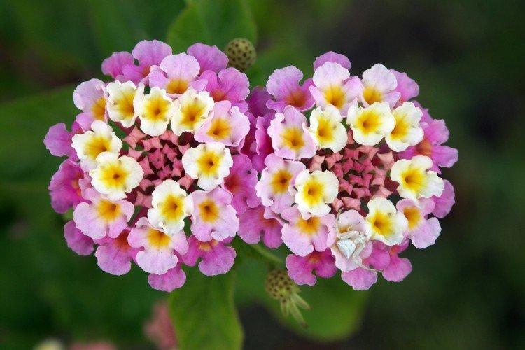 Lantana camara