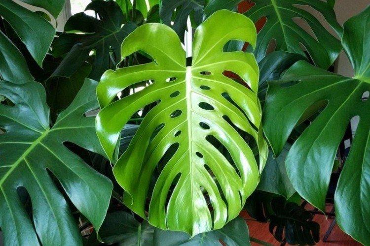 Monstera
