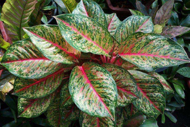 Aglaonema