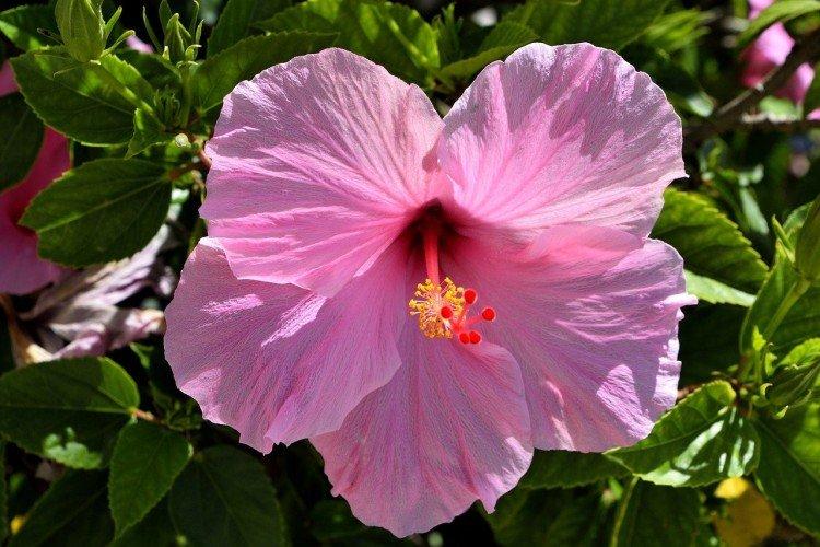 Hibiscus