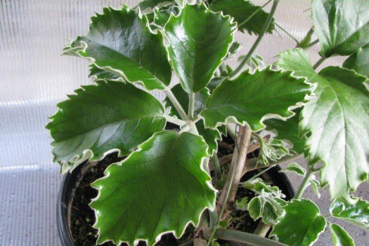 Tétrastigmate Vuanye