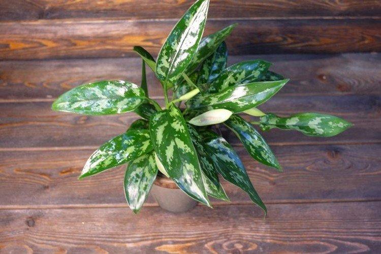 Aglaonema