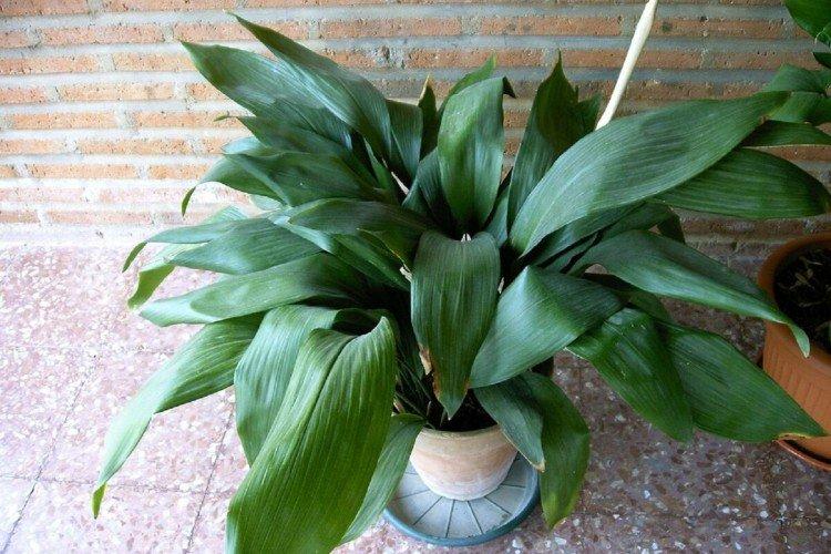 Aspidistra