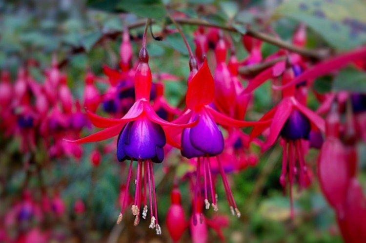 Fuchsia