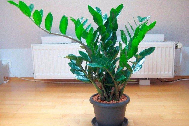 Zamioculcas