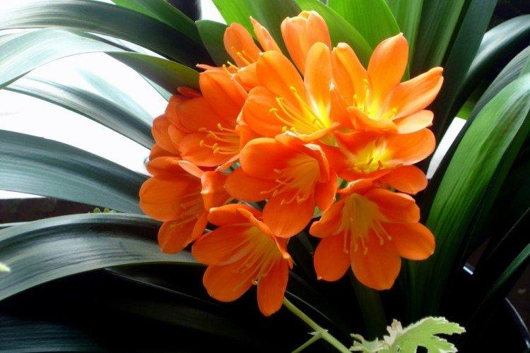 Clivia