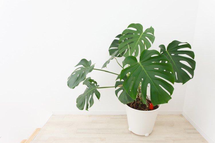Monstera
