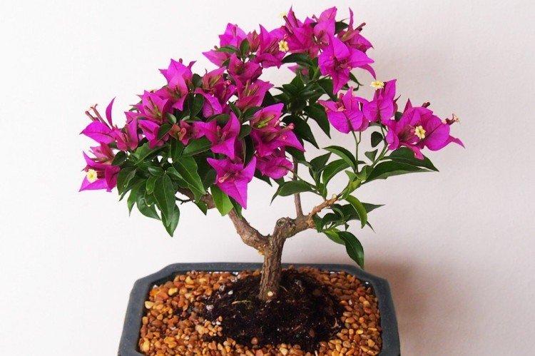 Bougainvillier