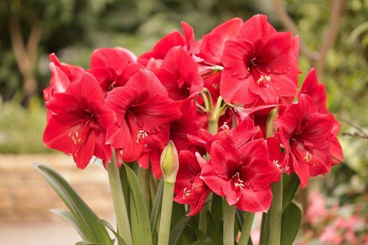 Amaryllis