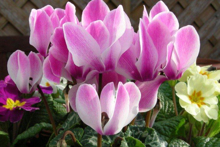 Cyclamen