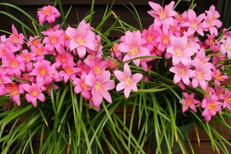 Zéphyranthes