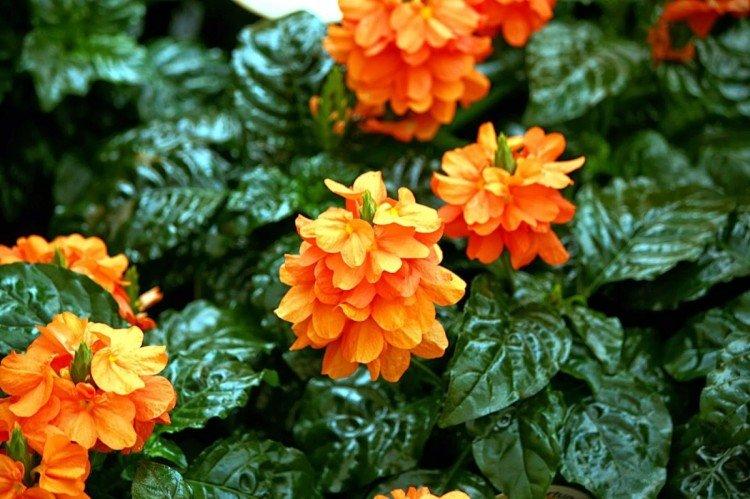 Crossandra