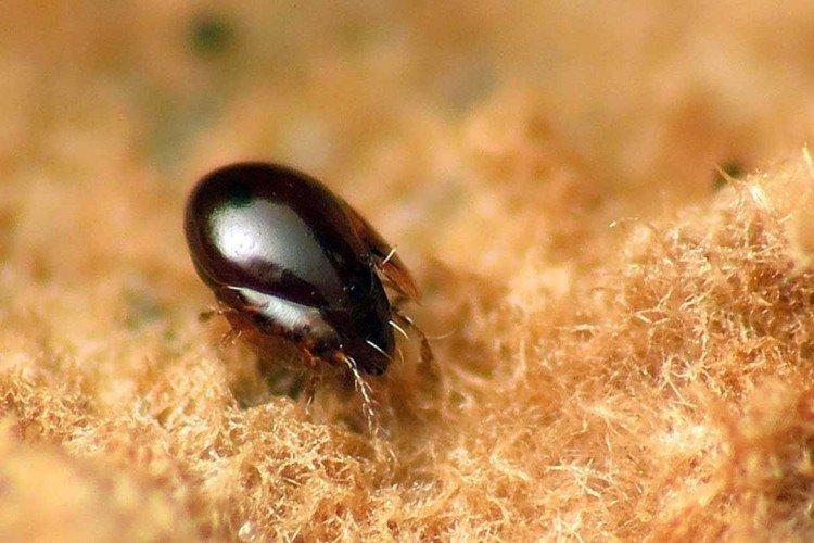 Acariens de la carapace