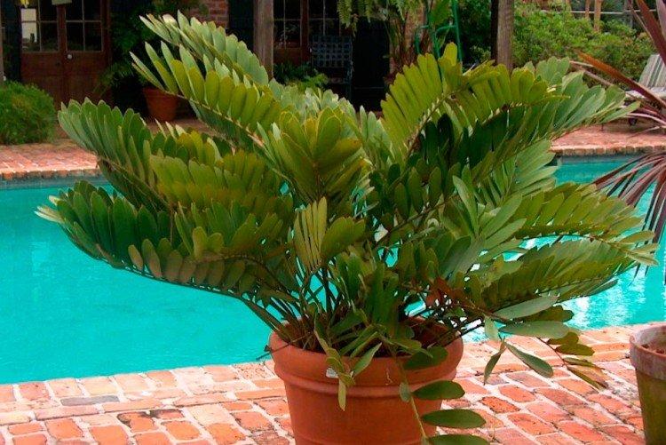 Zamia