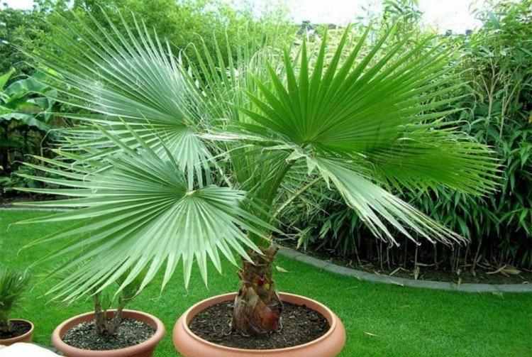 Washingtonia