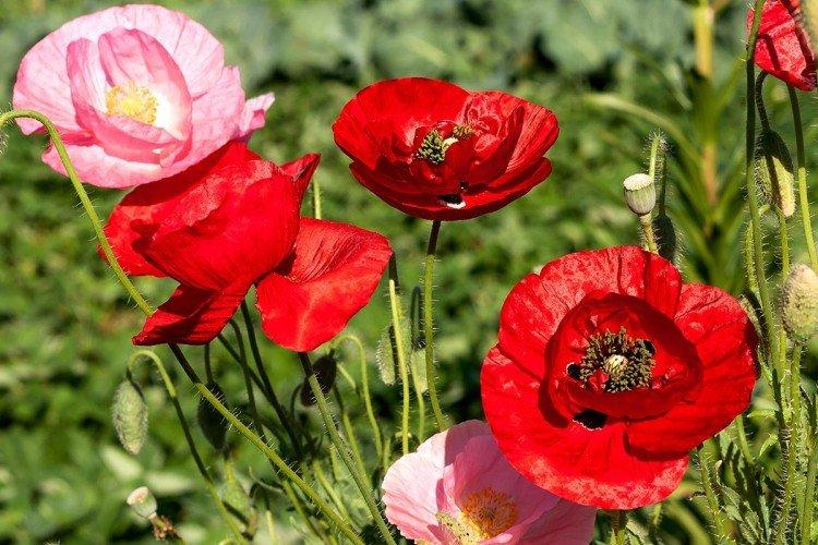 Coquelicot