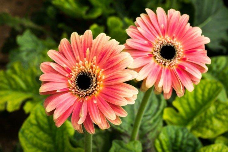 Gerbera