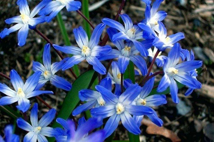 Chionodoxe