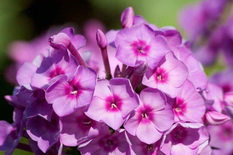 Phlox