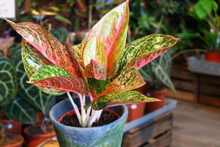 Aglaonema