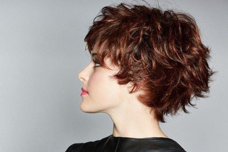 Pixie bob sur les boucles