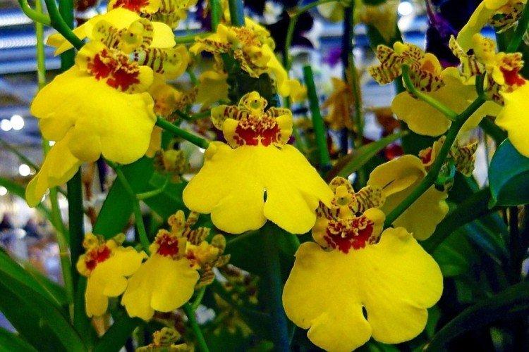Oncidium