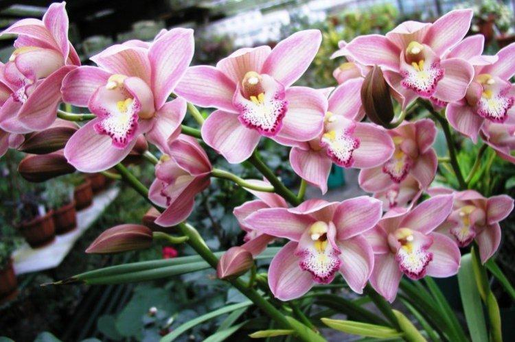 Cymbidium