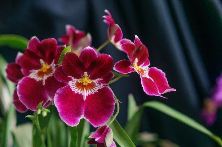 Miltonia