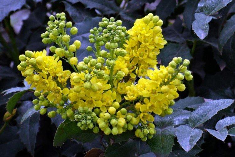 Houx de Mahonia