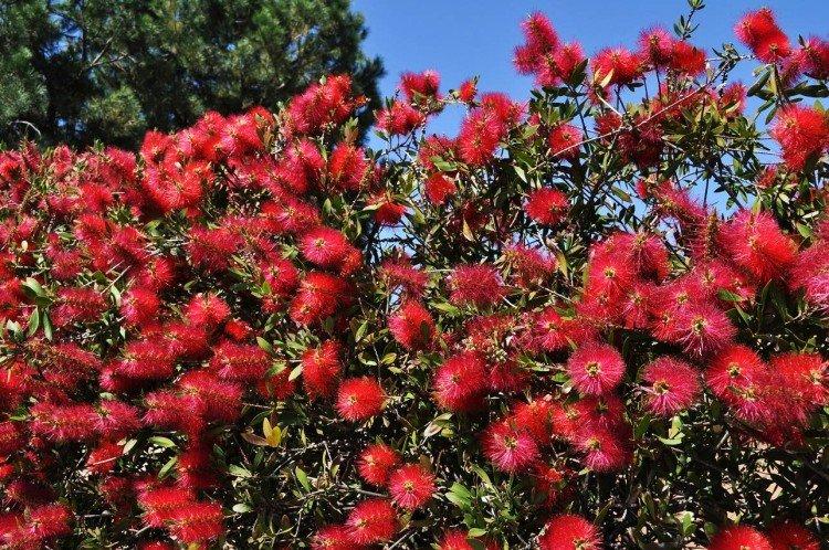 Callistemon