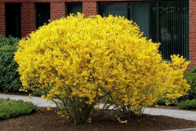 Forsythia européen