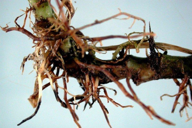 Pourriture des racines