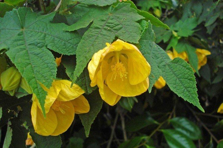 Abutilon