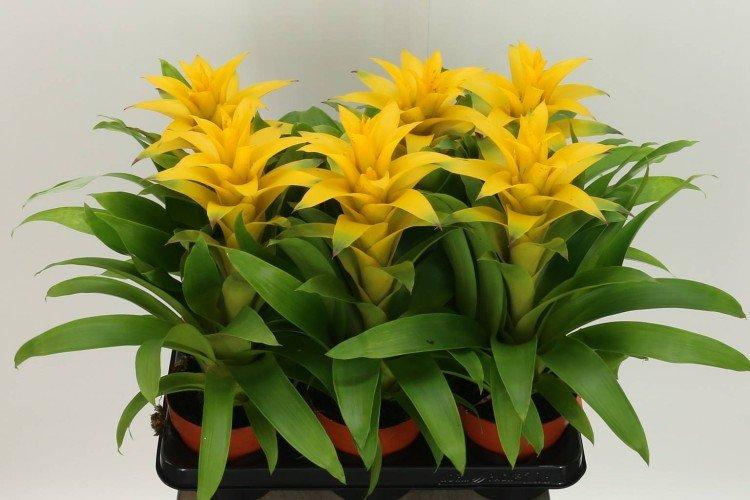 Guzmania