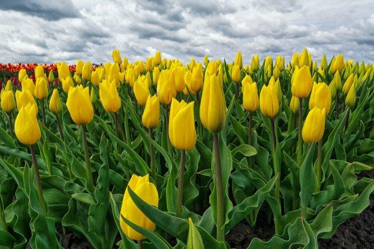 Tulipe