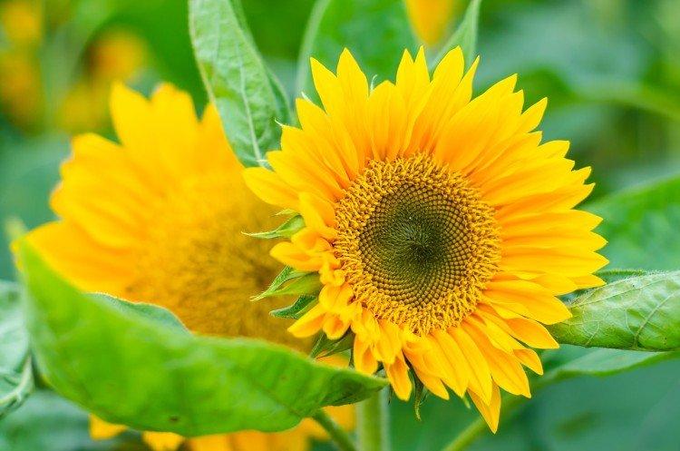 Tournesol