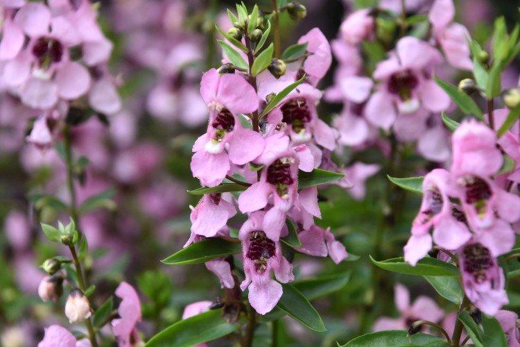 Angelonia