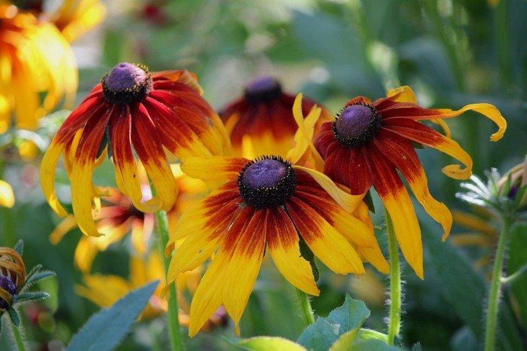 Rudbeckie