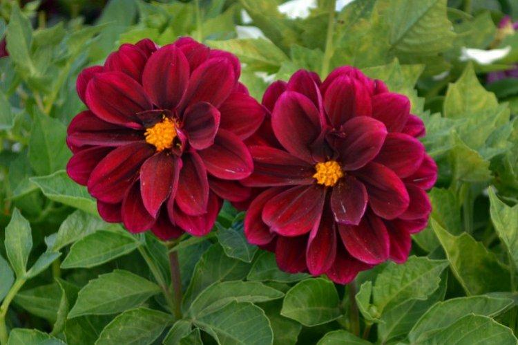 Dahlias