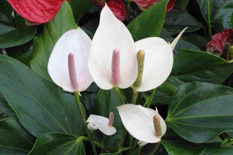 Spathiphyllum