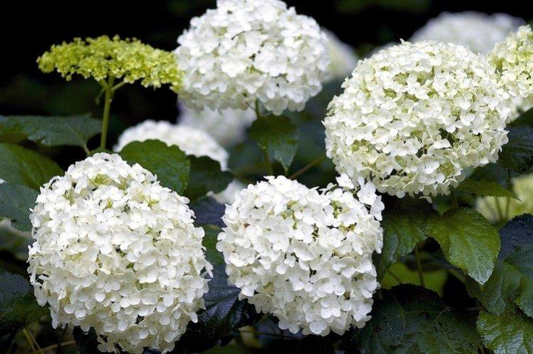 Hortensia
