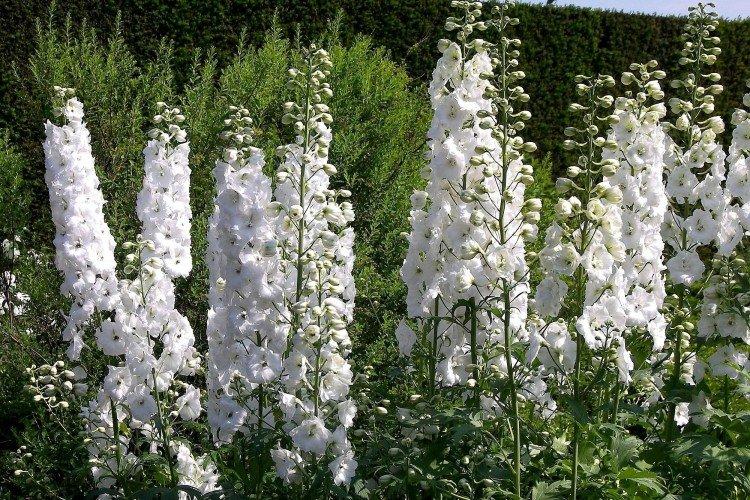 Delphinium